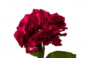 Гортензия алая 62см (12) (TT-00000032)