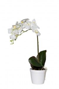 Орхидея белая в горшке h65 см - TT-00001353