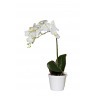 Орхидея белая в горшке h65 см (TT-00001353)