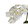 Орхидея белая в горшке h65 см (TT-00001353)