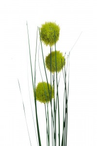 Веточка алиума зеленая 68см (24) (TT-00000288)