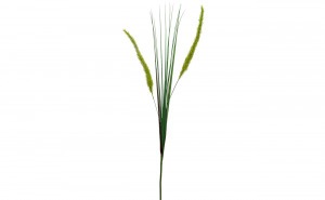 Веточка камыша 75 см (48) (00002889)