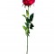 Роза бордовая 71 см (24) (TT-00001007)