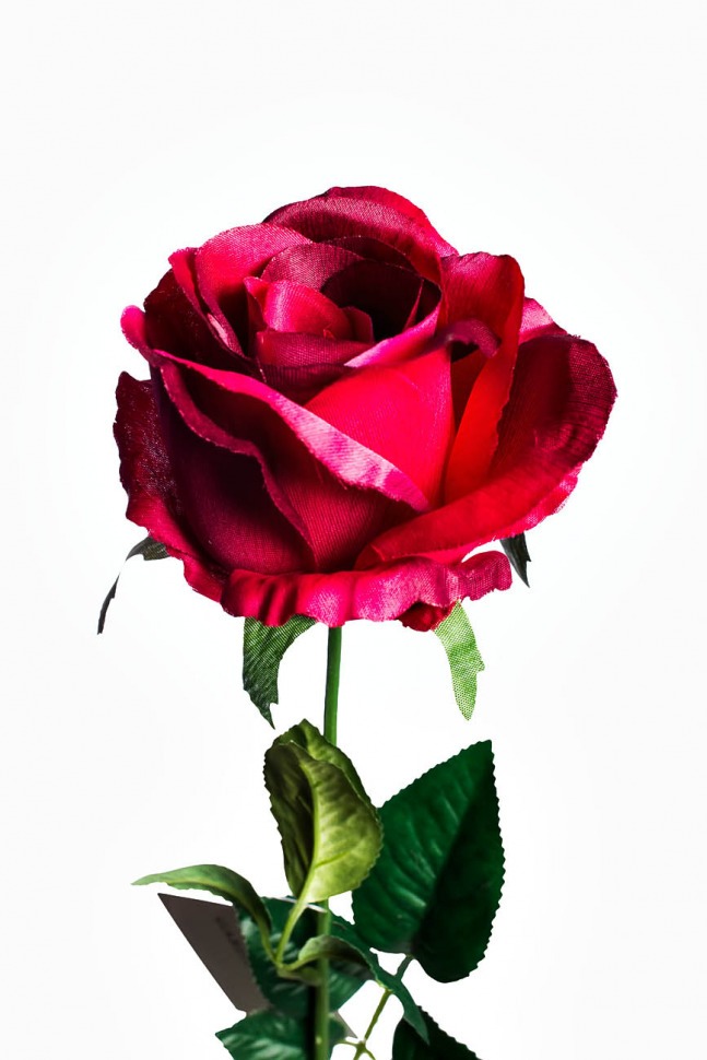 Роза бордовая 71 см (24) (TT-00001007)