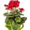 Изделие декоративное "цветы" 20*19 см. высота=34 см. без упаковки Huajing Plastic (70-517)