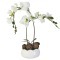 Декоративные цветы Орхидея белаяна керамической подставке - DG-15009-FU-AL Dream Garden