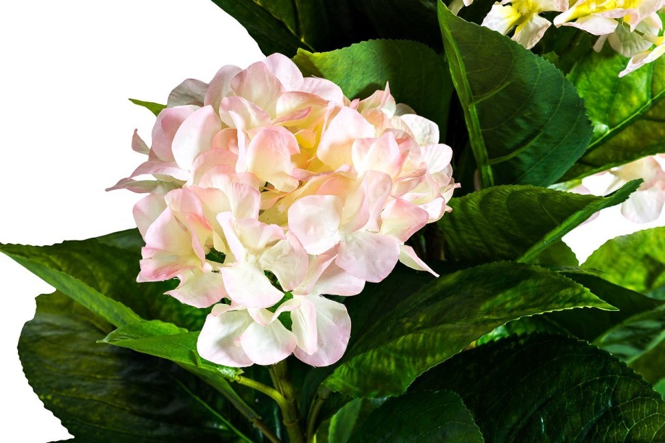 Гортензия бело-розовая в горшке, 113 см - TT-00001350