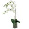 Декоративные цветы Орхидея белая в стеклянной вазе - DG-16023N-AL Dream Garden